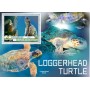 Stamps Fauna Sea Turtles Set 8 sheets