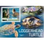 Stamps Fauna Sea Turtles Set 8 sheets