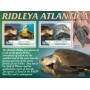 Stamps Fauna Sea Turtles Set 2 sheets