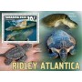 Stamps Fauna Sea Turtles Set 8 sheets