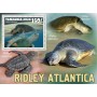 Stamps Fauna Sea Turtles Set 8 sheets